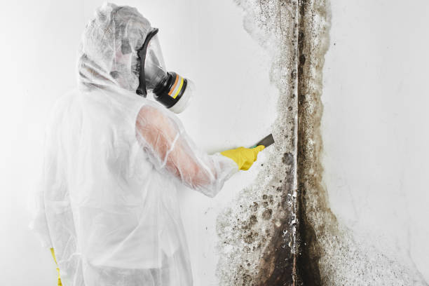 Best Same-Day Mold Removal  in Vergennes, VT