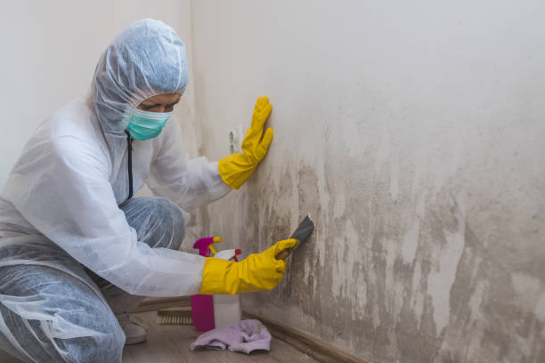 Best Mold Removal Near Me  in Vergennes, VT
