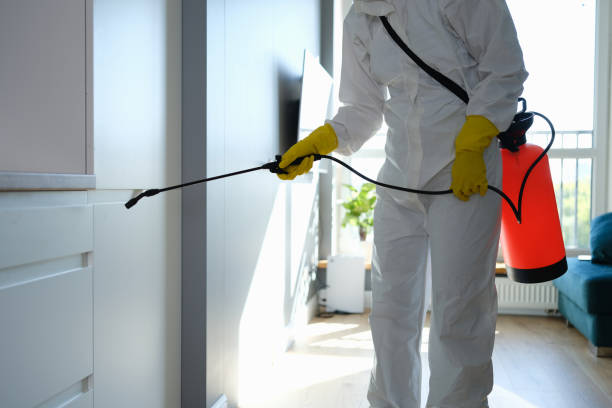 Best Affordable Mold Removal  in Vergennes, VT