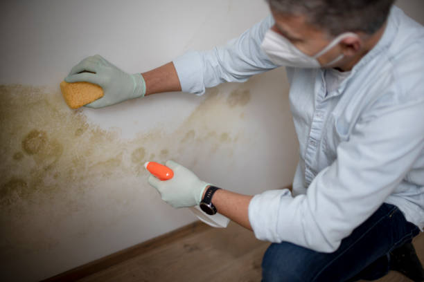 Best Mold Cleaning Services  in Vergennes, VT