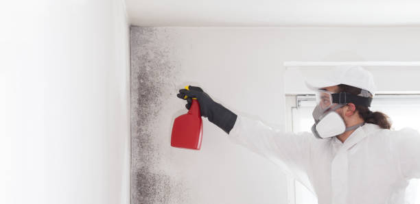 Best Mold Removal and Inspection  in Vergennes, VT
