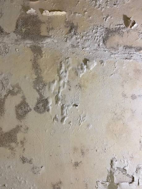 Best Mold Remediation  in Vergennes, VT