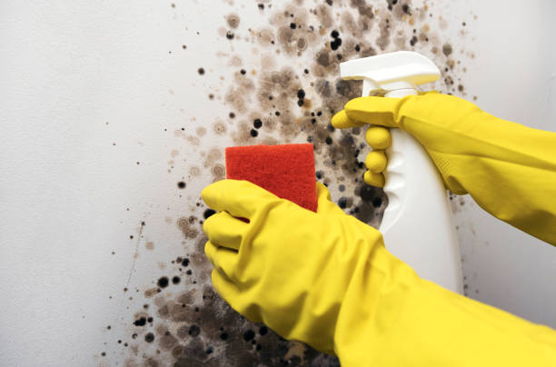 Best Emergency Mold Removal  in Vergennes, VT
