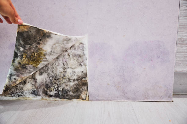 Best Attic Mold Removal  in Vergennes, VT